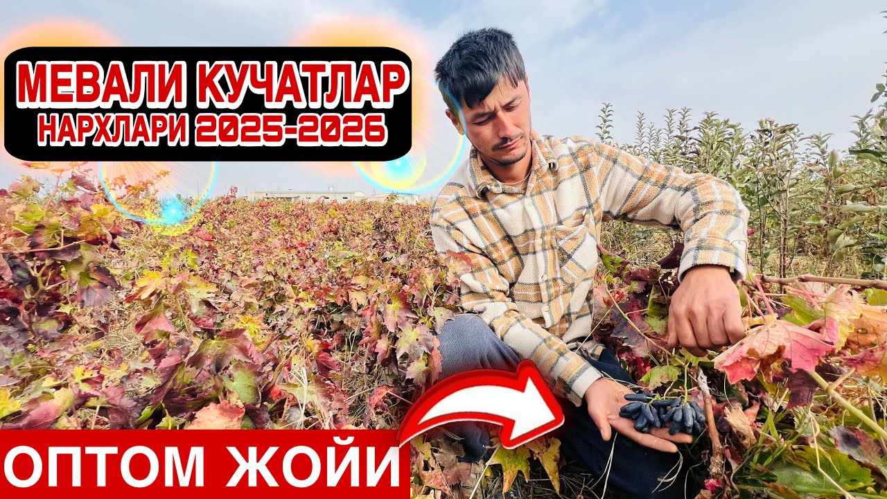 UZUM KO‘CHATLARI 2025 SAMARQAND 🍇 MEVALI KO‘CHATLAR 2025-2026 | Optom joyi, shreder ko‘chatlari