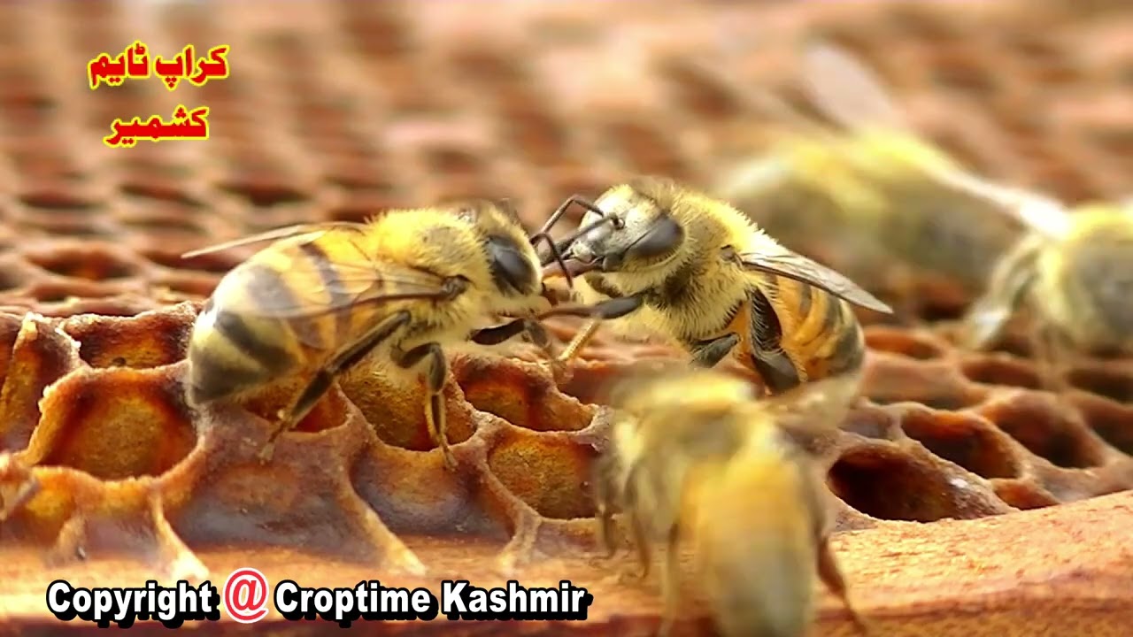 Croptime Kashmir ( Agriculture News )