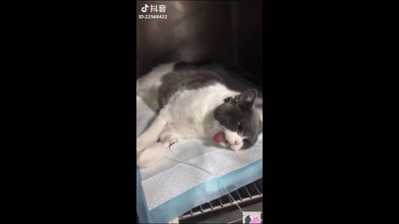 KUMPULAN VIDIO  KUCING TIKTOK LUCU ABIS