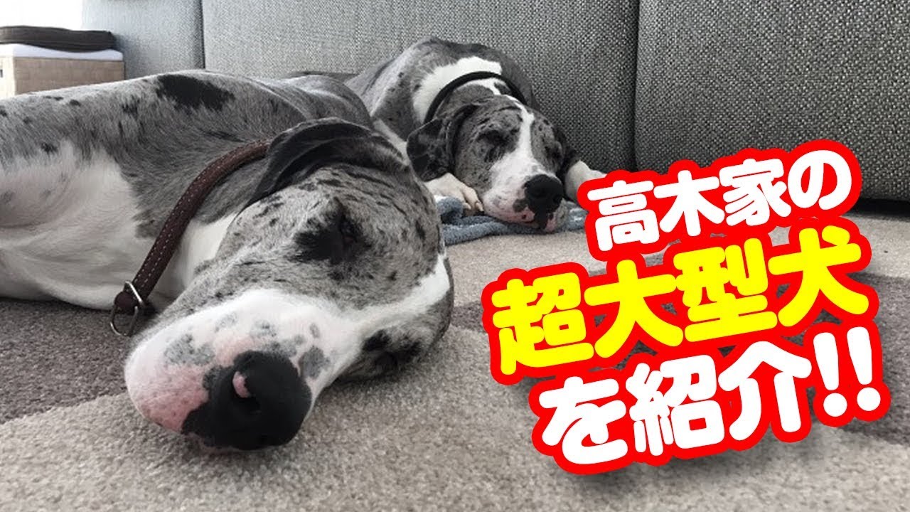 高木家の双子犬・グレートデーンのアヤ＆タカ登場！