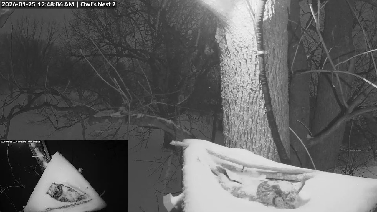 GreatHornedOwls - January 24, 2026