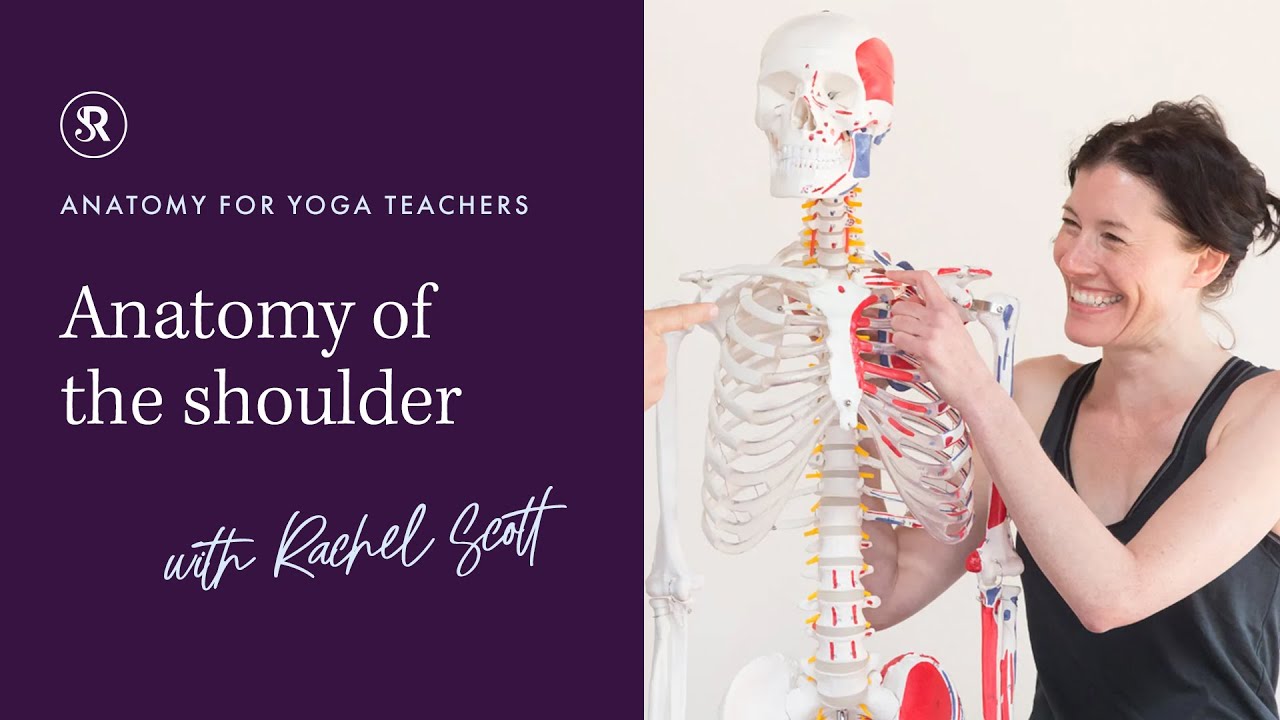 Learn Yoga Anatomy: Anatomy of the Shoulder for Yoga Teachers