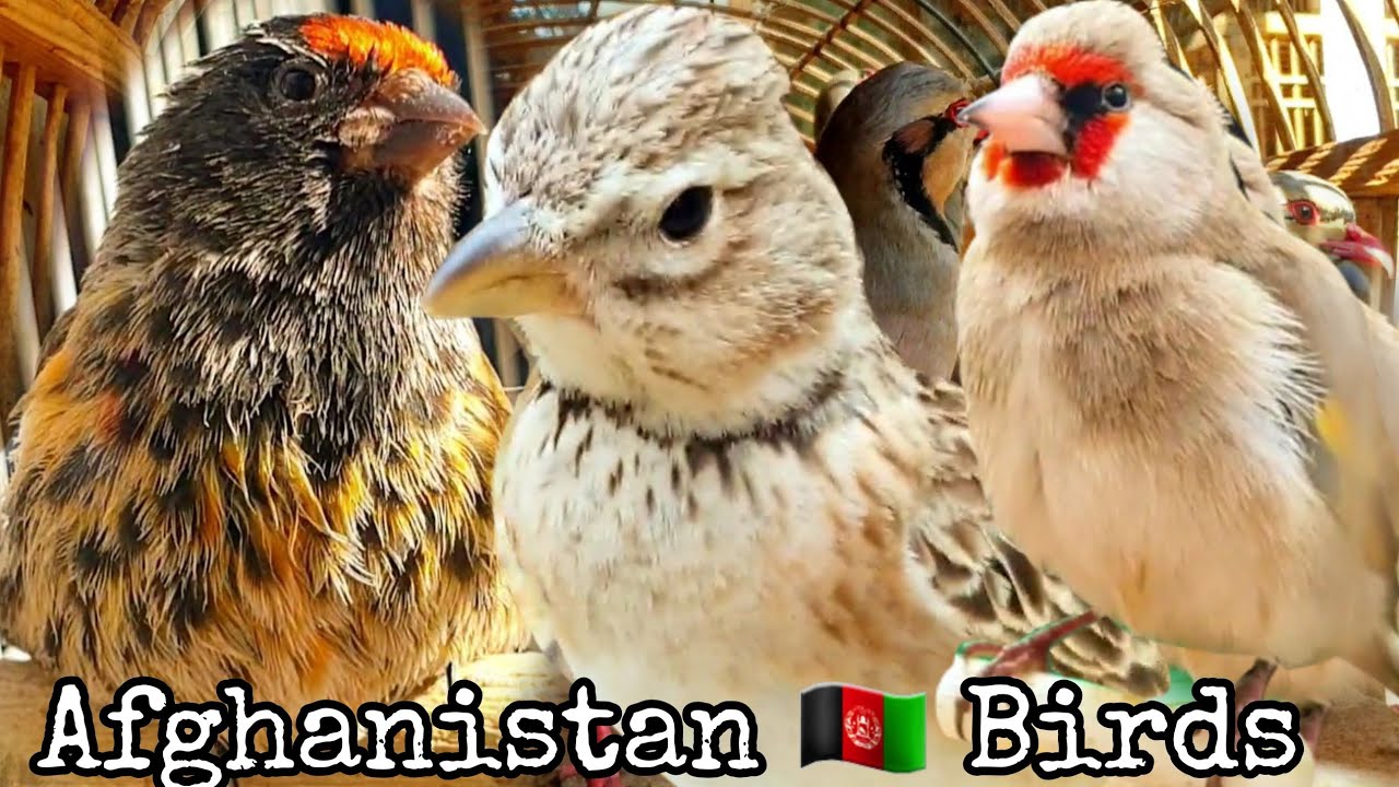 Exotic Birds selling in Kabul Afghanistan 🇦🇫