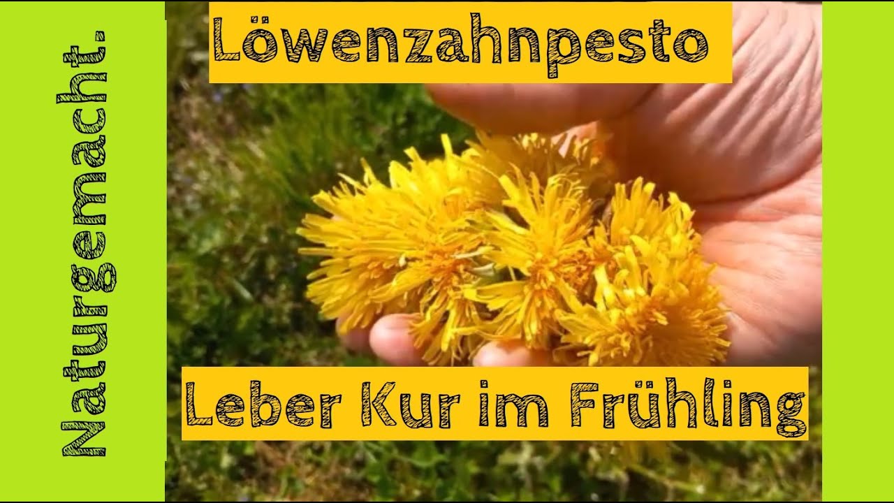 Löwenzahnpesto -  die KRAFTVOLLE Leberreinigung aus der Natur