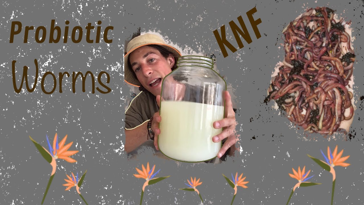 How to get rid of nasty smells and flies in a worm bin