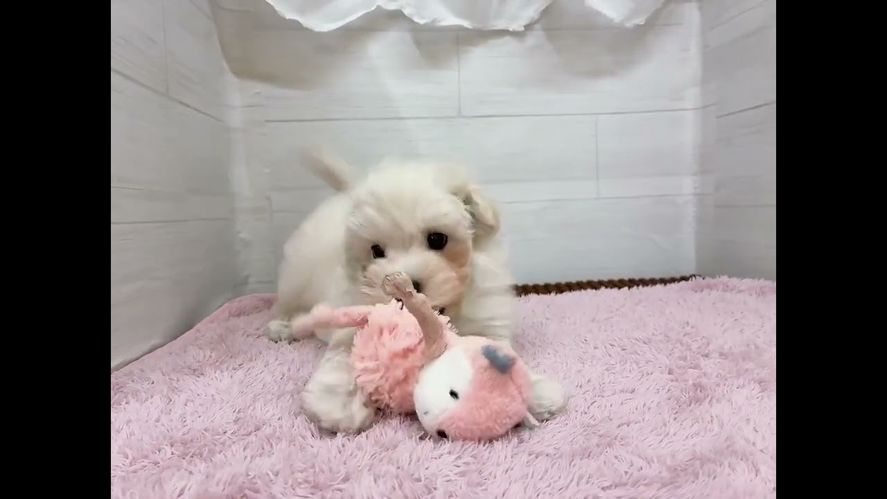 【No.200871 マルプー　♂】ペットショップ犬の家猫の里碧南店
