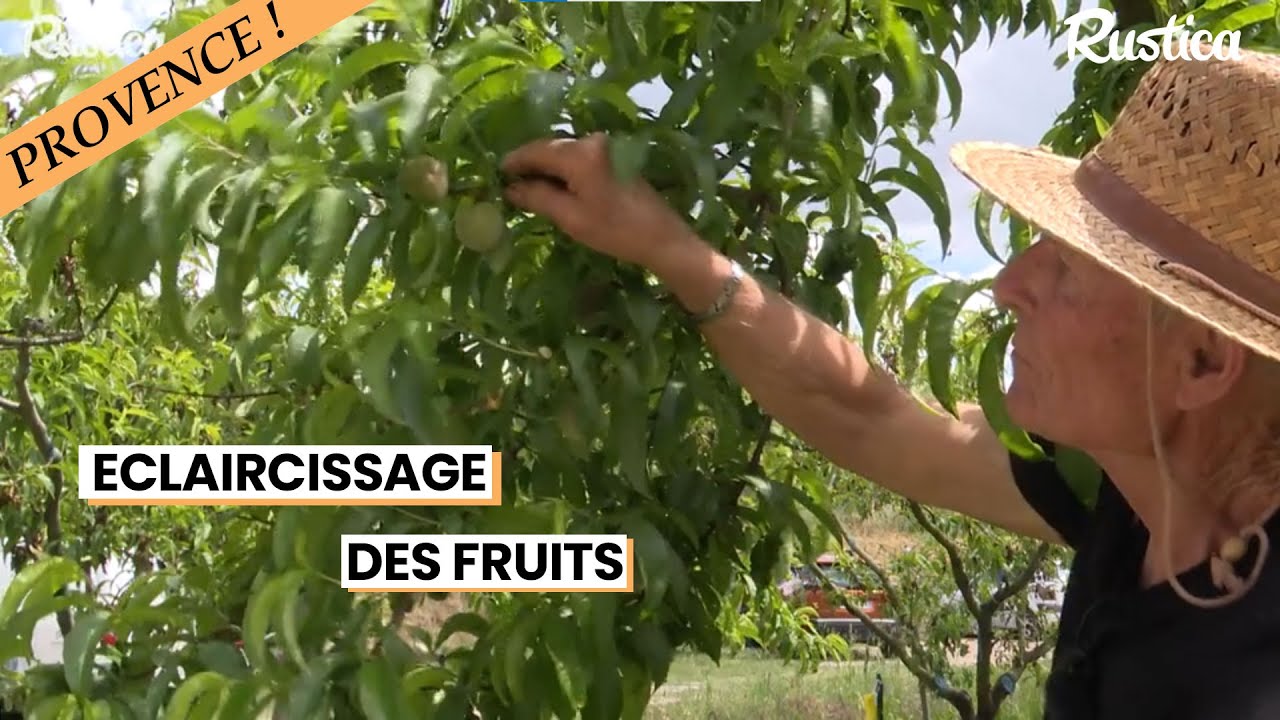 🍑 Conseils d'éclaircissage au verger 🍎