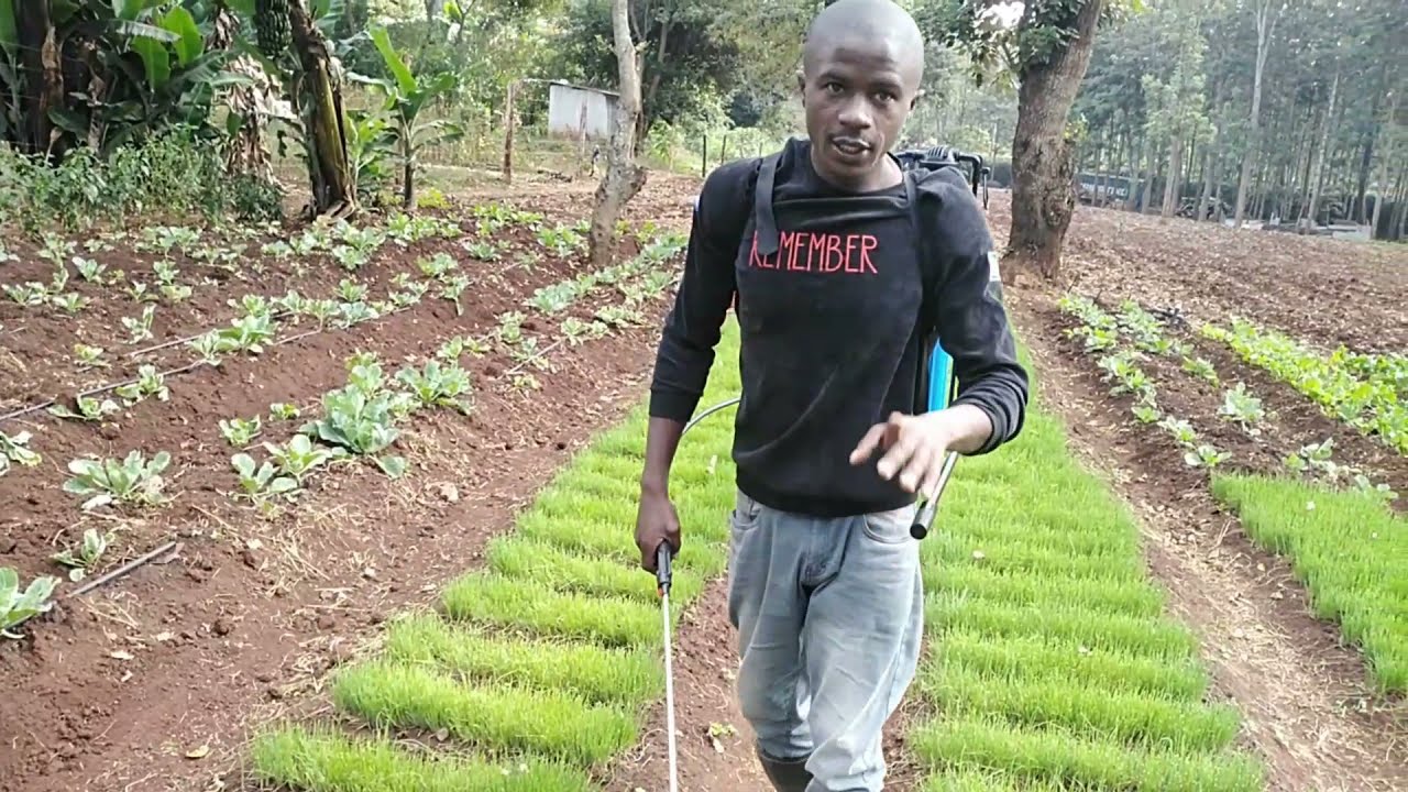 How to drench /spray onion nursery (4th Epsd)