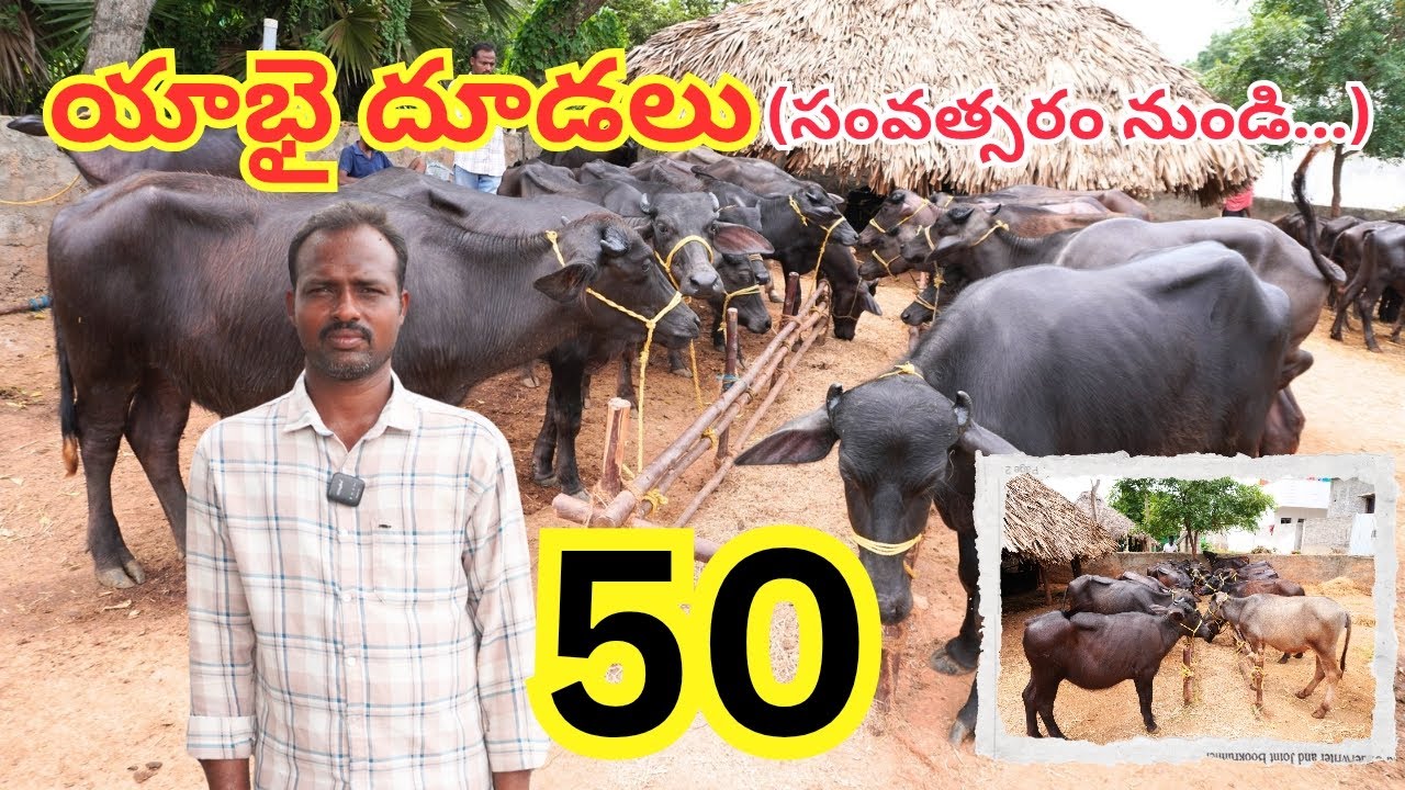 యాభై దూడలు (ఒకటి నుండి రెండున్నర సంవత్సరం దూడలు) || Murrah, Graded Murrah Calfs For Sale 