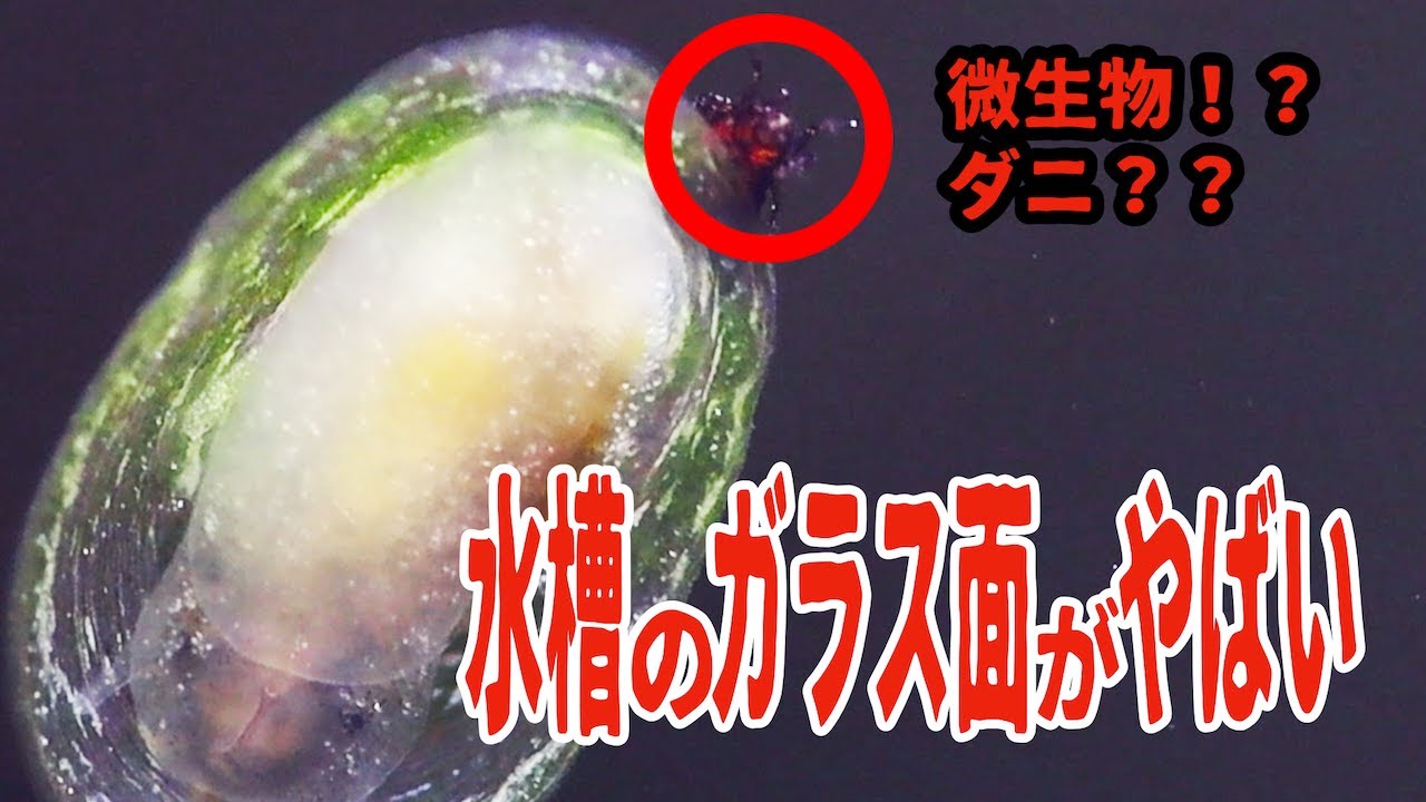 水槽のガラス面は微生物が蠢いている【アクアリウム】