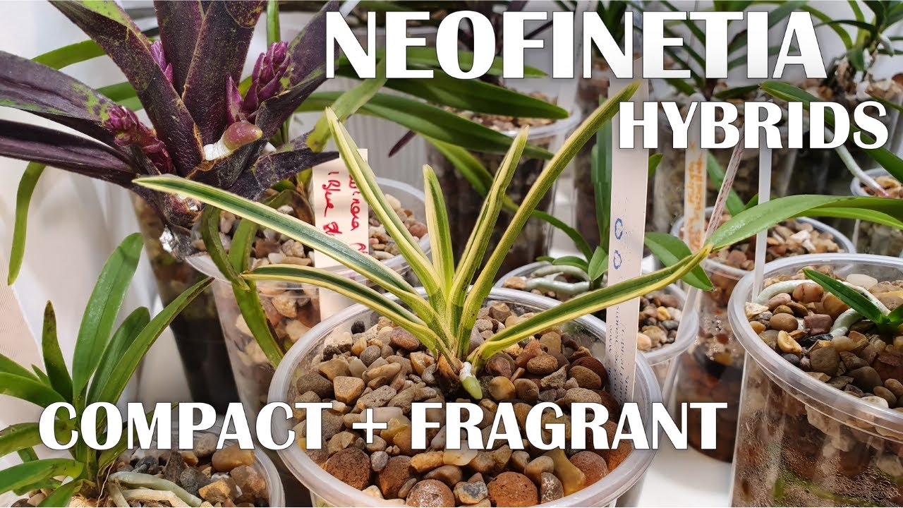 Neofinetia Hybrids : Introduction To My Collection + Care Tips 🌸