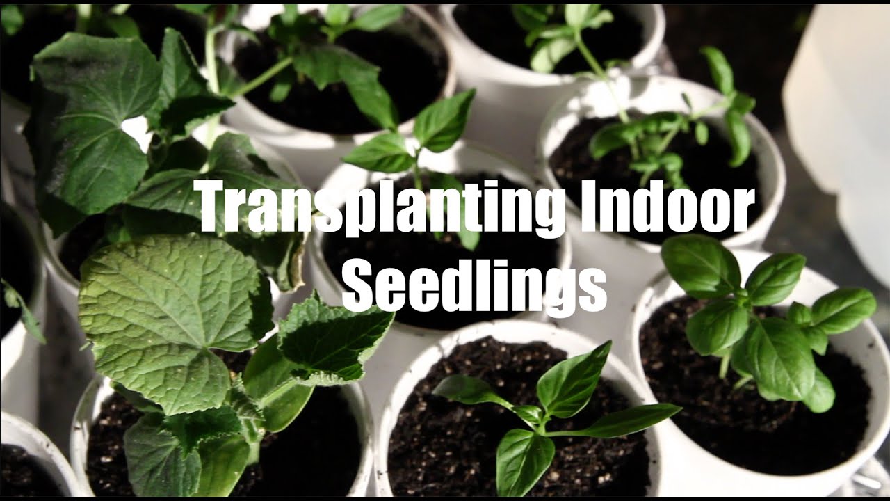 $10 Garden Series # 6- How to Transplant Seedlings When Starting Seeds Indoors