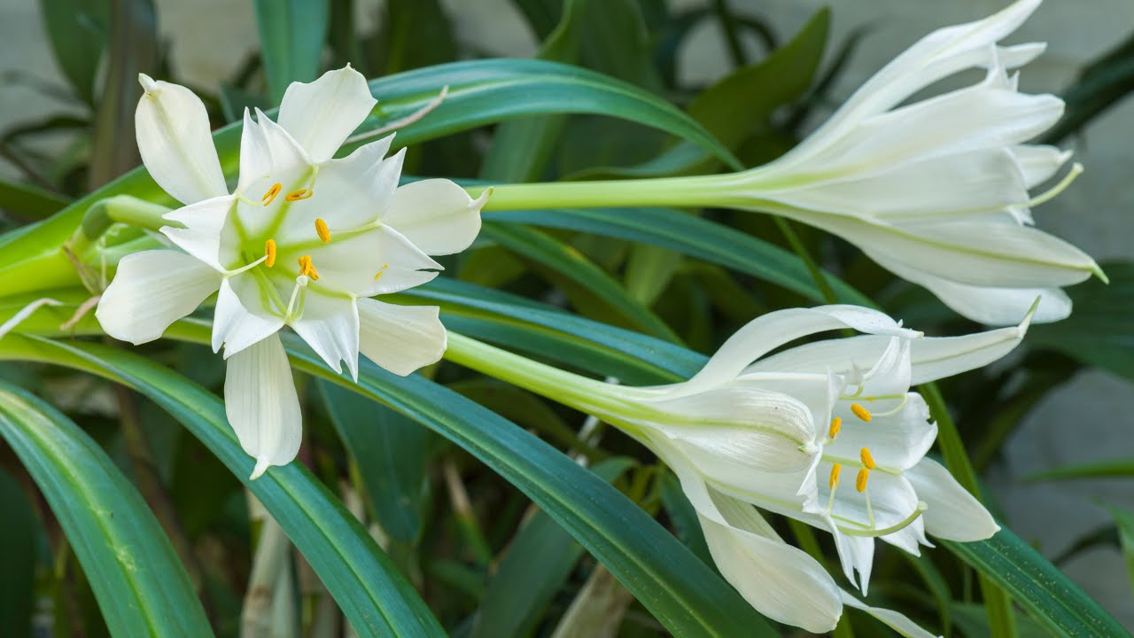 Episode 46 Pamianthe peruviana. A beautiful but very rare epiphytic bulb that grows like an orchid.