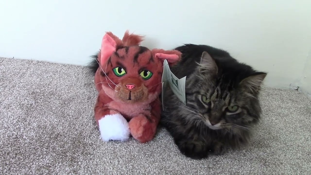 Обзор Оцелота и Пеппера Squirrelflight