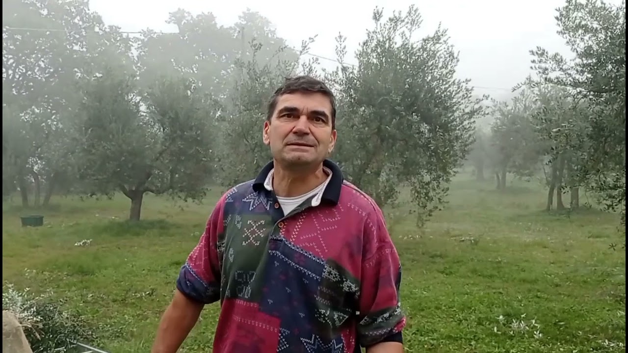 Podere Pendolino raccolta olive 2022
