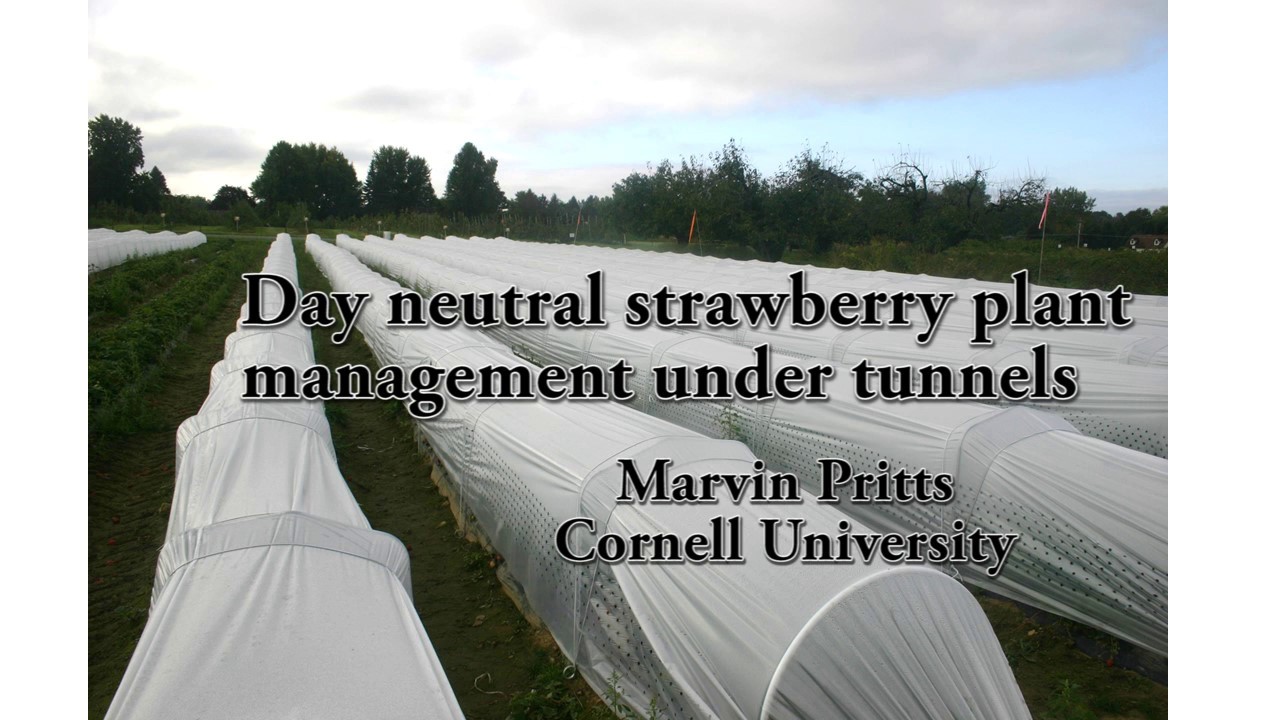 Day neutral strawberry plant management under tunnels