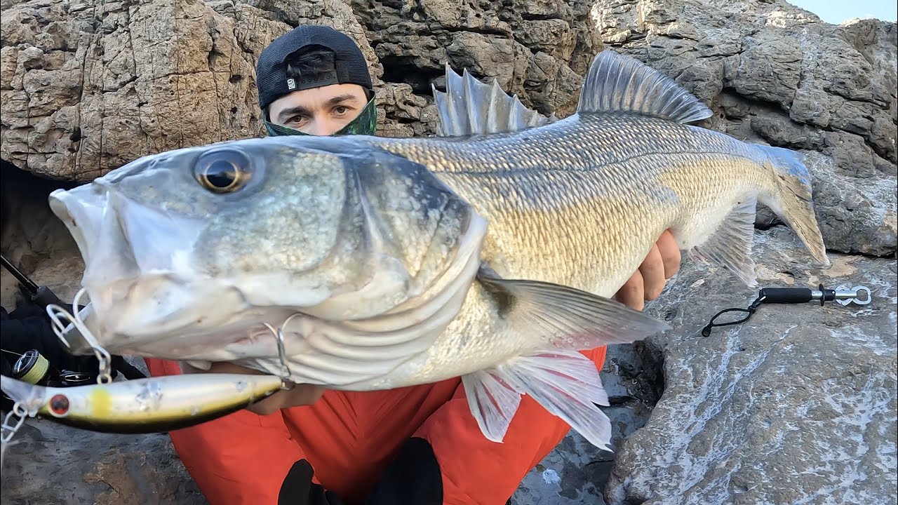 Una grande SPIGOLA invernale pi&ugrave; un&rsquo;altra spettacolare cattura in superficie!Spinning dagli scogli.