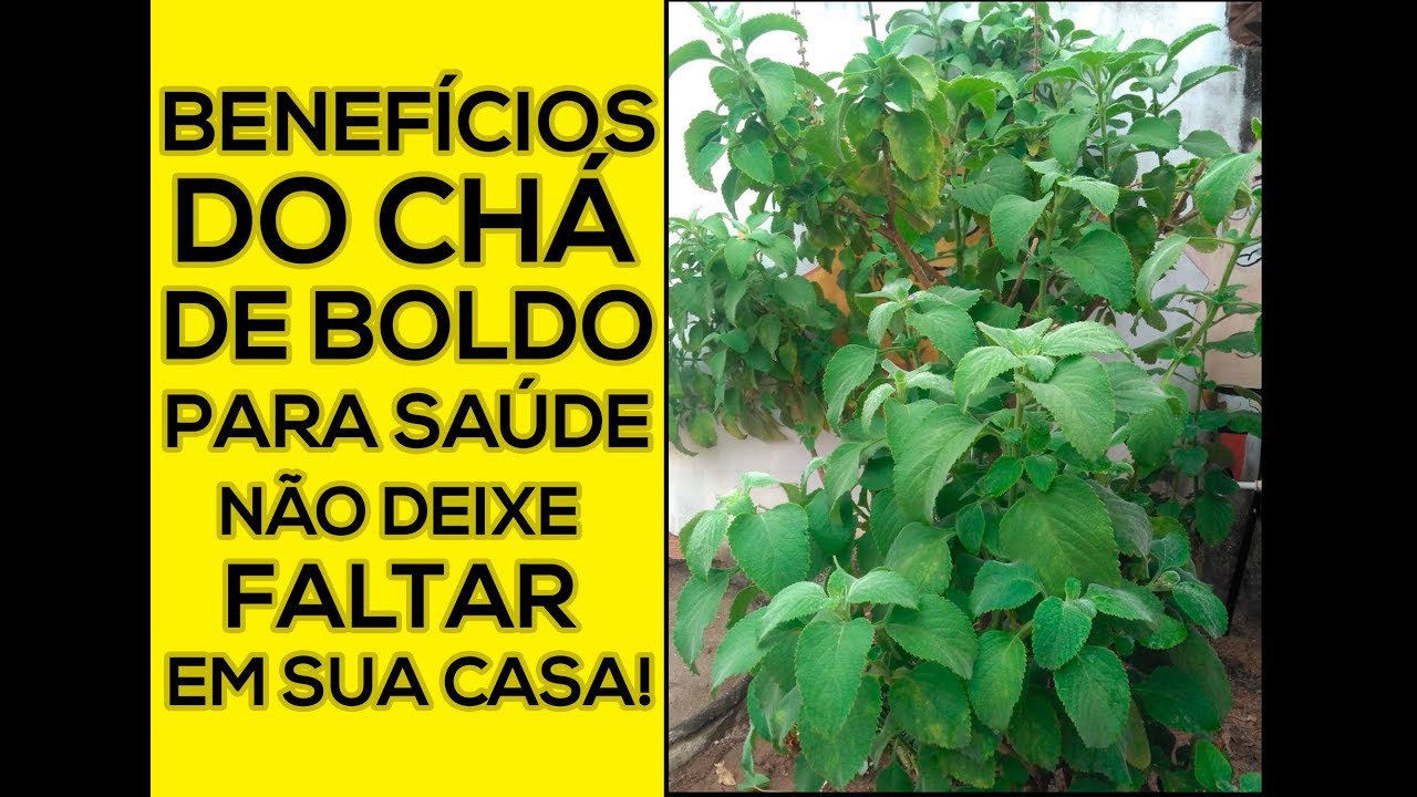 DICA DE SA&Uacute;DE-BENEF&Iacute;CIOS DO BOLDO COMO PREPARAR E CONTRA INDICA&Ccedil;&Otilde;ES