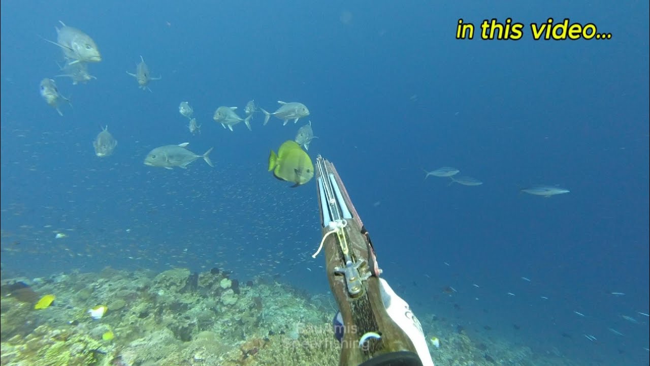 SAYA KEMBALI BERBURU IKAN / SPEARFISHING DI SPOT LAMA TERNYATA MASIH BANYAK IKAN NYA  