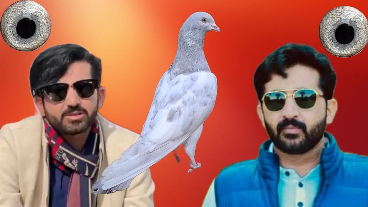 Ustad Mithu lali sab ki chat se pigeons