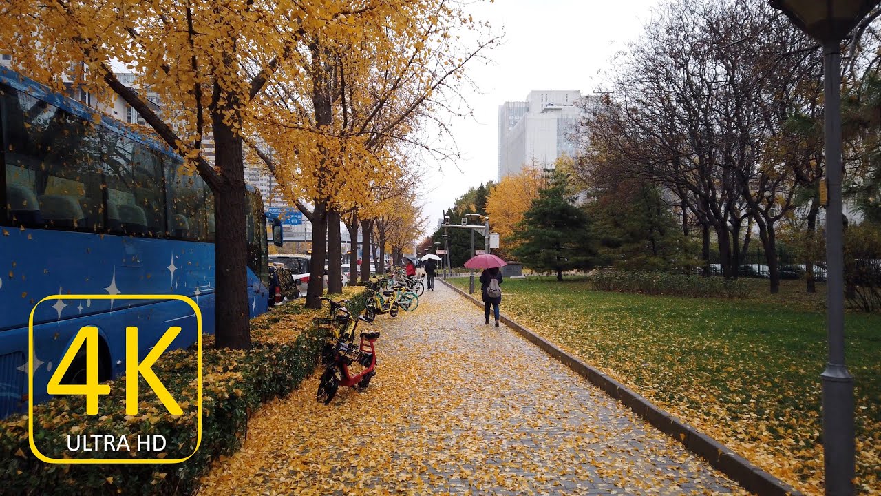 4K The autumn in Beijing with ginkgo leaves｜北京的秋天