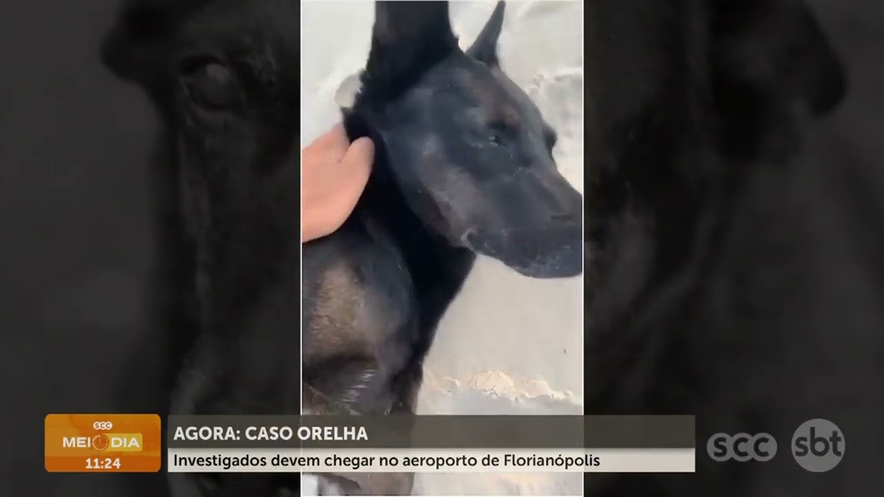 Caso Orelha: adolescentes serão ouvidos pela polícia  | Segurança | SCC Meio-Dia