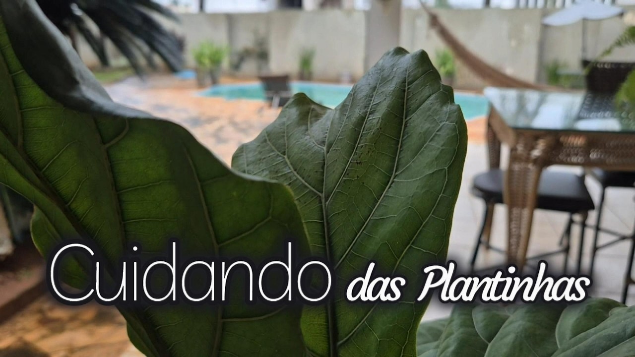 Cuidando das minhas plantinhas… e o produtinho que uso para deixá-las mais verdinhas