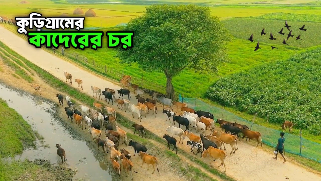 গহীন দ্বীপের যাযাবর জীবন | কাদেরের চর | Nomadic chor life of Bangladesh 