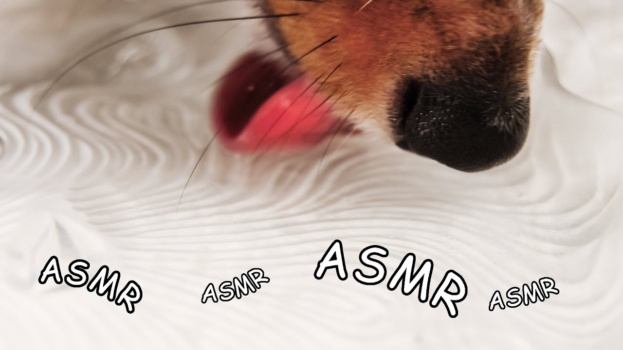 ASMR Dog Drinking Water 🐶Tingly and Oddly Satisfying Sounds No talking