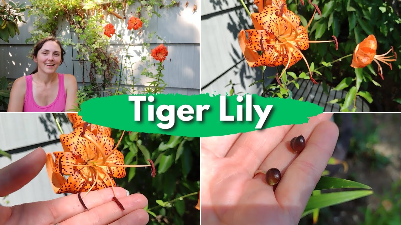 Tiger Lily - Anthers and Bulbils; Everything you need to know to grow this Asian favorite!
