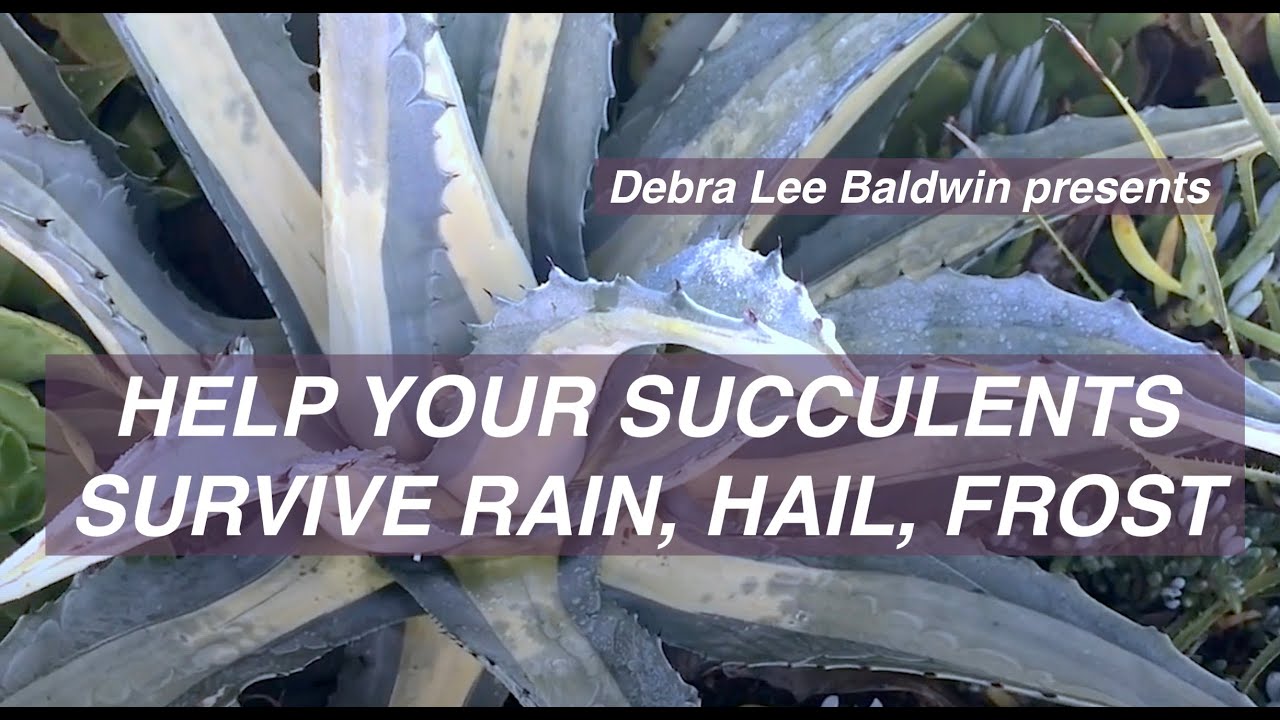 After the Storm: Frost, Hail and Ice in My Succulent Garden