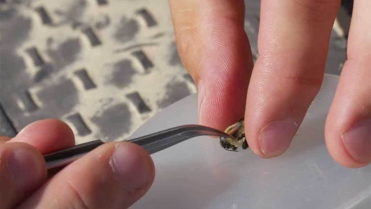 Tagging Bumble Bees to Study Their Movements | HHMI BioInteractive Video