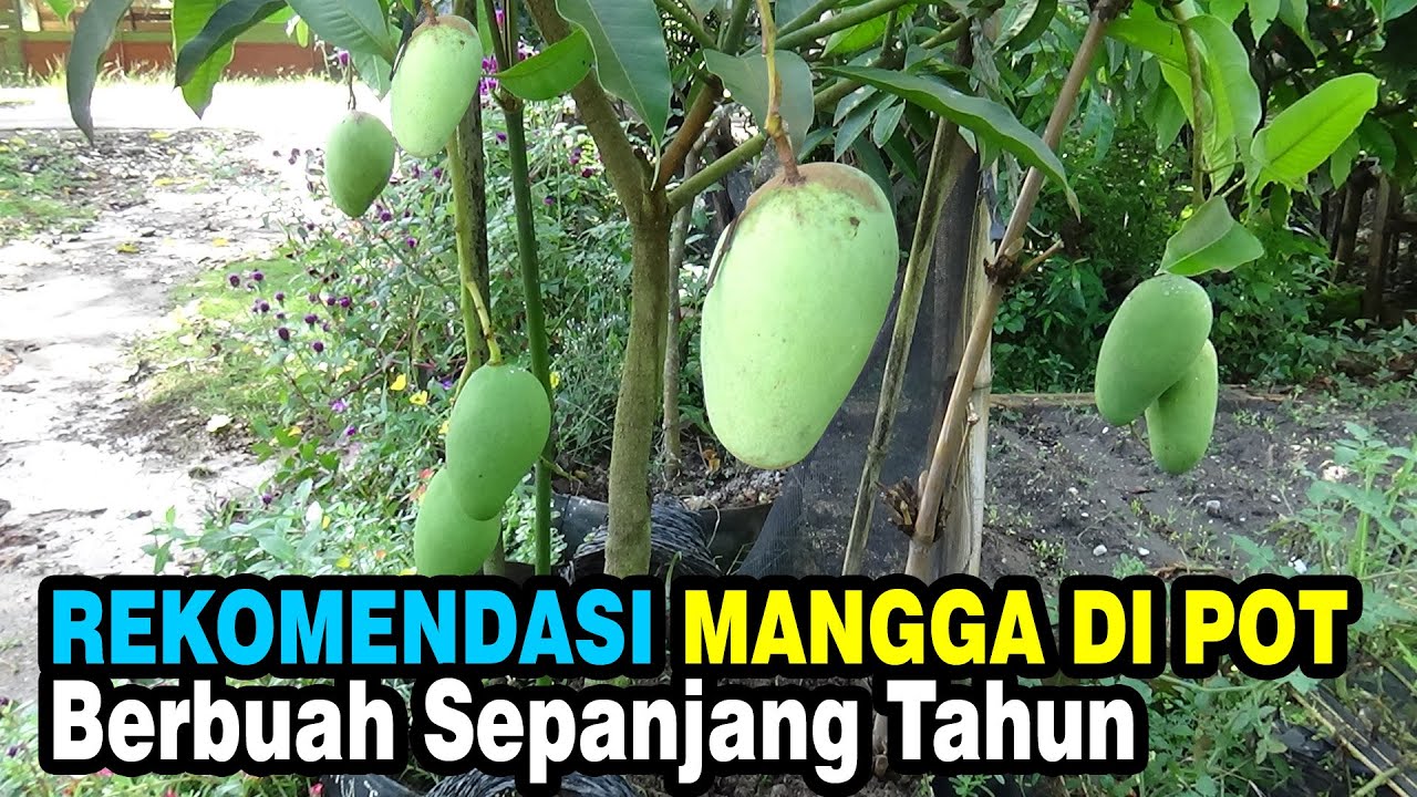 Inilah Rekomendasi Mangga Tabulampot Buat Pemula Yang Berbuah Tanpa Musim