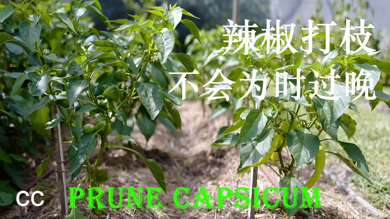 家庭种的辣椒修剪 打枝pruning pepper plants是辣椒/青椒 种植 过程中不可缺少的步骤,一个正确的打枝方法 pruning bell peppers 可以让您种植的甜椒吃不完.