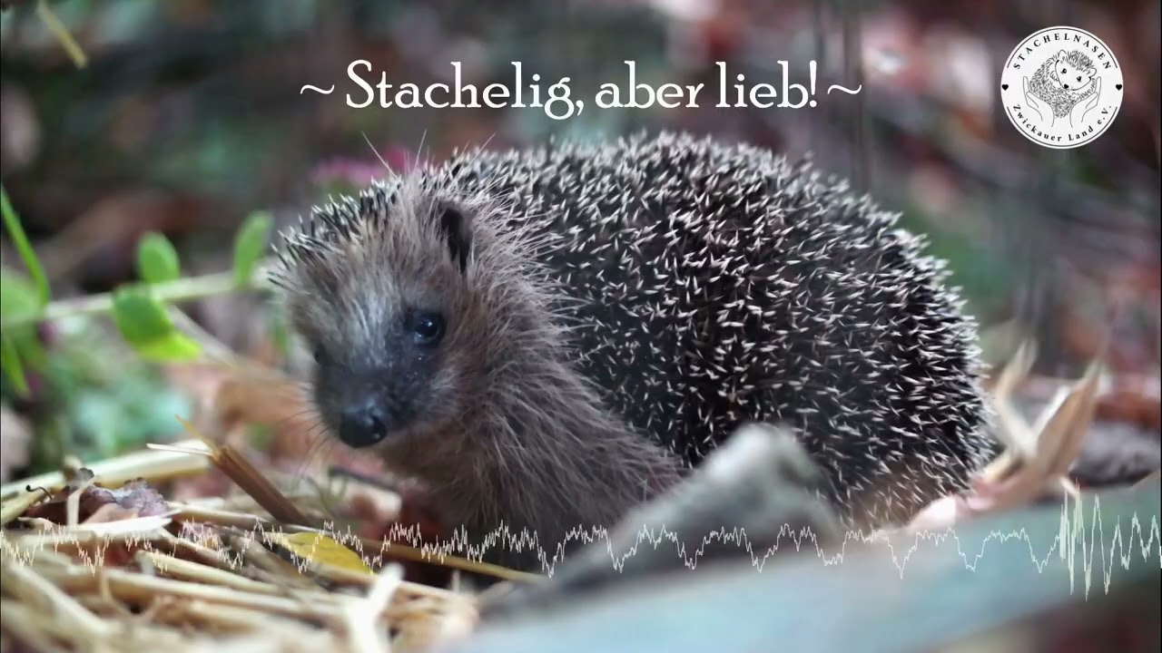 Stachelig, aber lieb ~ Hedge-Rock by Stachelnasen