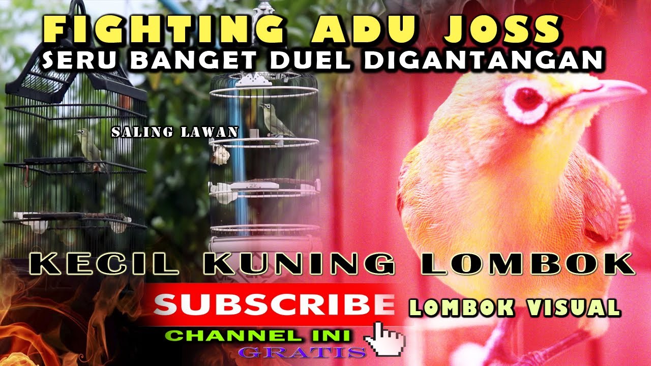 DUEL DIGANTANGAN SERU ABIS..!!! @KecialKuningLombok@
