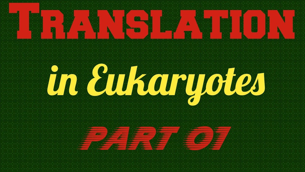 EKs TRANSLATION PART-01 , TRANSLATION IN EUKARYOTES