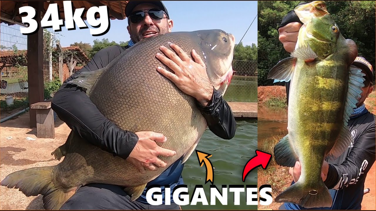 Tamba de 34kg e Tucunarés Gigantes nesse pesqueiro goiano (Fishingtur #842)