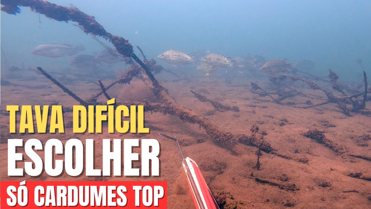 Hunter's Pesca Sub - Encontrei os Cardumes de Tilápias - Só Selecionadas