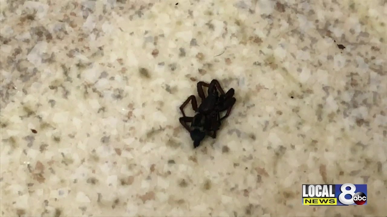 Spider season is upon us
