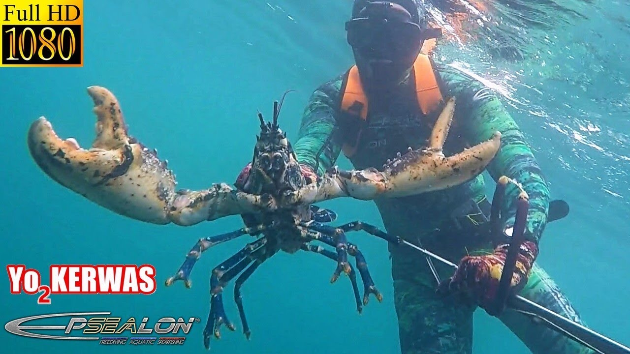 Chasse sous marine Bretagne - Capture de gros Homards dans 5 m d'eau