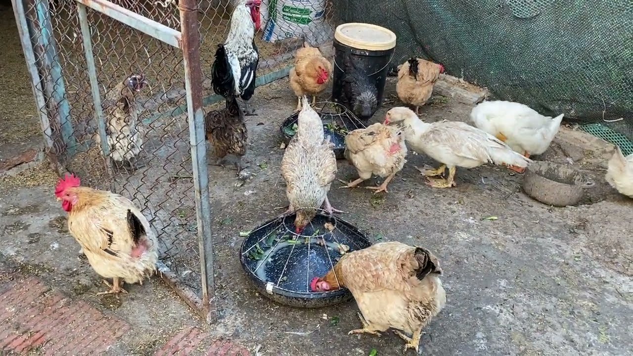 Home Farm | Provide enough food necessary for the growth of poultry flocks