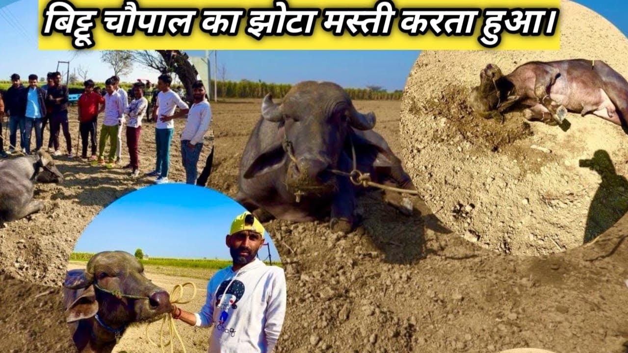 फुल मस्ती में खेत में टक्कर बजाता हुआ बिट्टू चौपला का झोटा