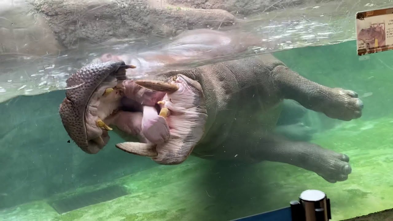 八木山動物公園　カバ　ベロ