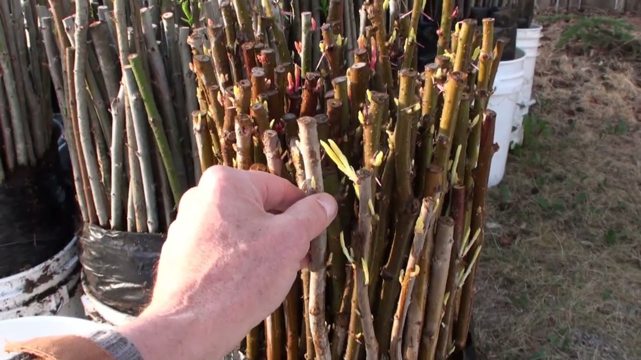 HOW TO STORE AND GROW WILLOW CUTTINGS, BY GUY WOODS