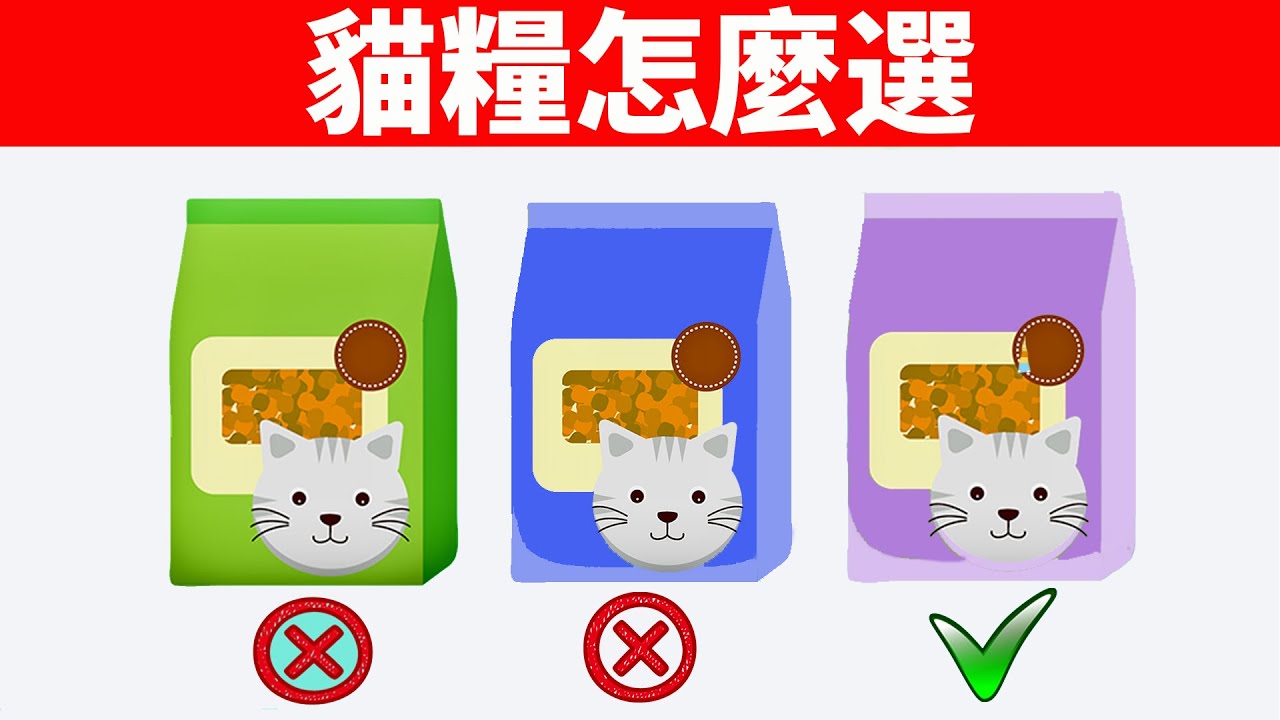 這款貓糧好不好？乾飼料挑選重點要記牢！【貓咪養護EP3】