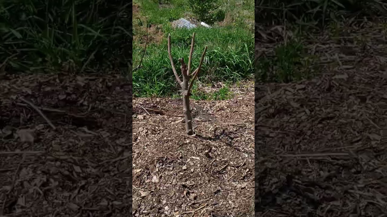 In Ground Fig Trees Zone 5a Vermont