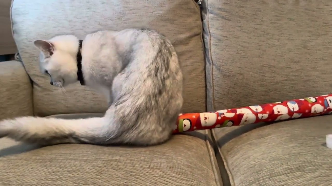 Mr. Blanco is wrapping the gifts #cuteanimal #catcuriosity #catcuriosity #christmas