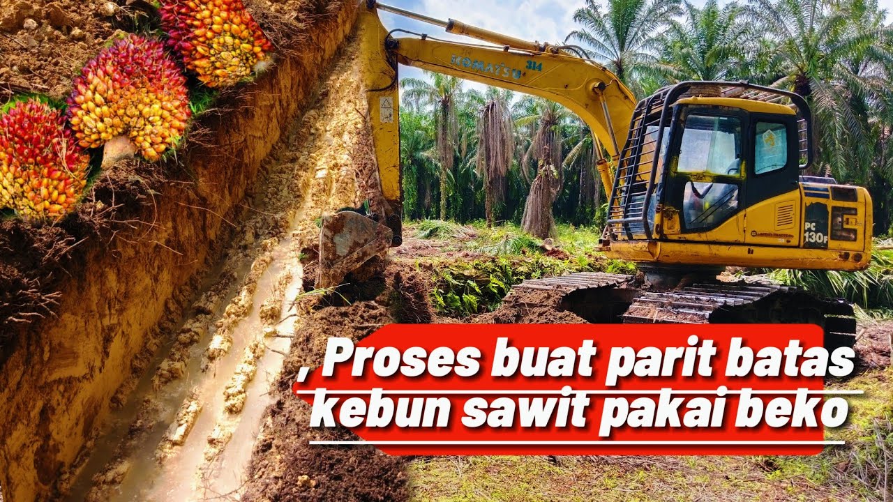 MASIH DI KEBUN SAWIT 🥶 MEMBUAT PARIT BATAS 1 BAKET SETENGAH
