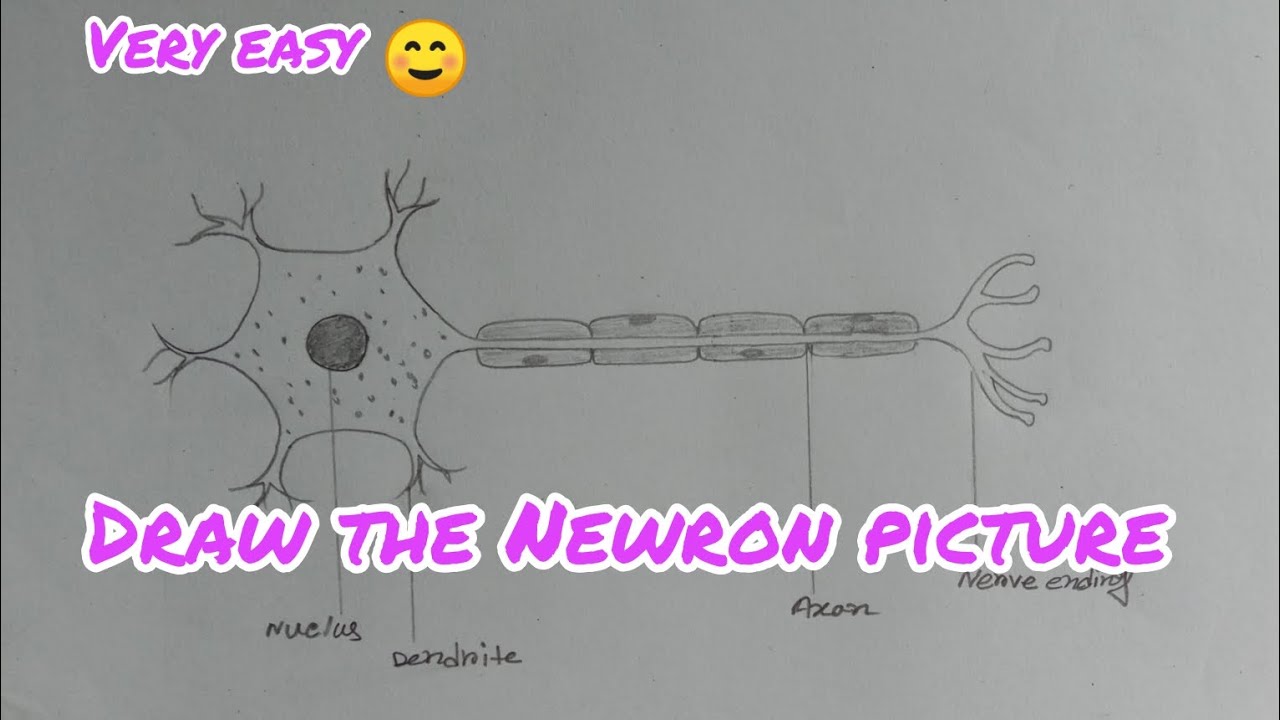 How to draw Newron diagram /sept by step very easily 
